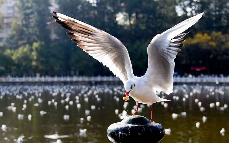 昆明翠湖公園的海鷗什么時候走，何時搬家？.jpg